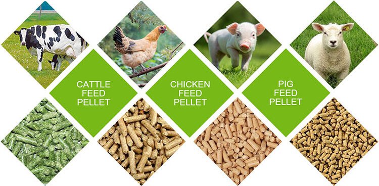 small animal feed production line (3)
